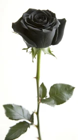 Single Black Rose on Green Stem with Foliage.