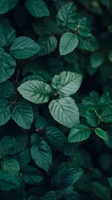Botanical macro canopy with deep teal foliage geometry.