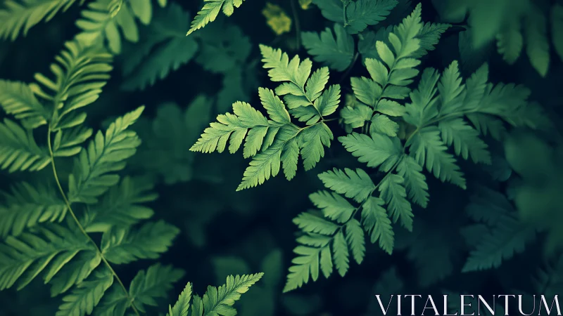 Tender green fern leaves spreading gentle forest calm.