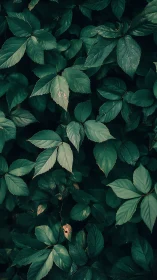 Moody green foliage forms a calming natural backdrop.