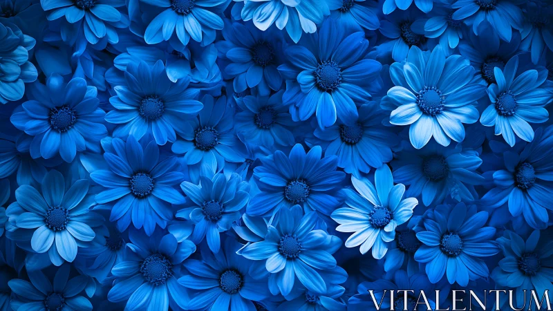 Densely Clustered Osteospermum Daisy Blossoms with Cerulean Pigmentation