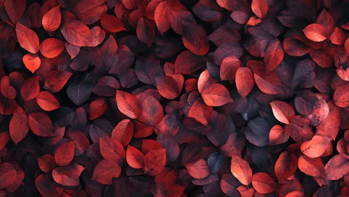 Red and dark foliage texture with dense autumn leaves.