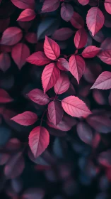 Red-toned compound leaves against dark defocused foliage.
