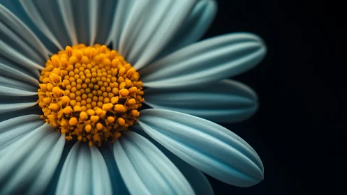 Daisy Composite Flower with Teal Petals and Golden Yellow Central Disk