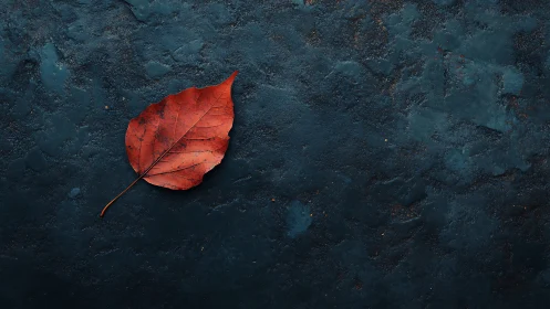 Solitary ember leaf resting on deep midnight stone canvas.