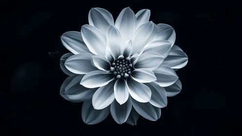Monochrome Dahlia Bloom. Sculptural Petals Against Dark Background.