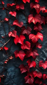 Crimson ivy climbs a midnight wall in quiet autumn bloom.