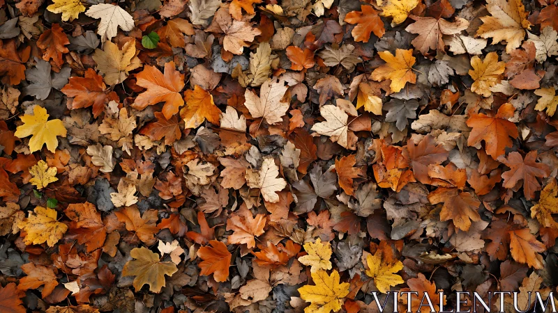 Autumn maple leaves form dense textured forest carpet.