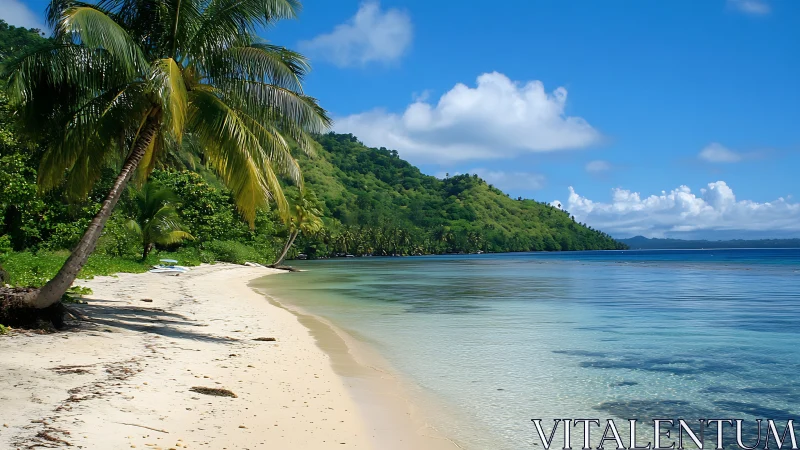 Tropical Coastline with Palm Tree and Clear Water