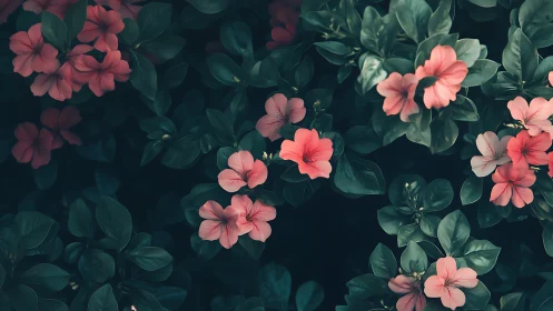 Coral Blossoms Cascading Against Verdant Foliage.