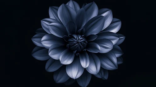 Blue Dahlia Flower Against Dark Background.