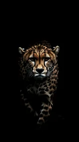 Cheetah's Piercing Gaze Emerges from Darkness
