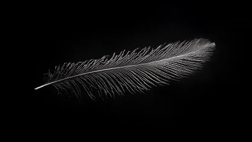 Monochrome feather study in high-key minimal composition.