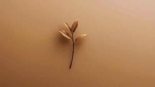 Minimalist brown branch with leaves on beige background, soft lighting.