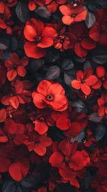 Vibrant Red Flowers Against Dark Foliage