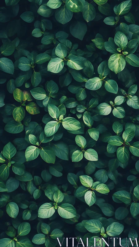 Dense overhead foliage with layered green oval leaves. Period.