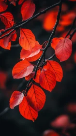 Red autumn leaves on branch against dark blurred background.