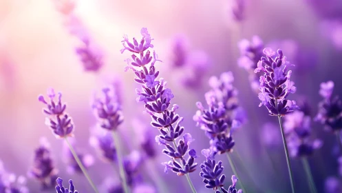 Purple Lavender Spike Flowers with Shallow Depth of Field Bokeh