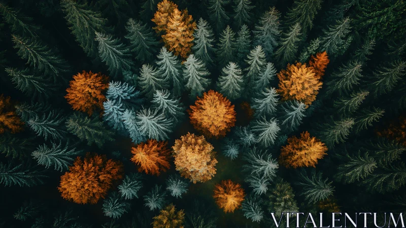 Colorful autumn forest from above in a cozy woodland embrace.