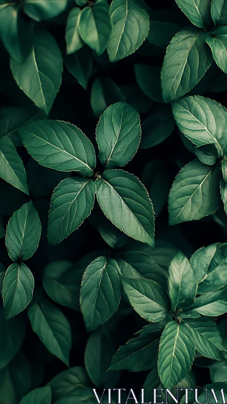 Calm forest leaves creating a soothing green hideaway.