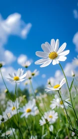 White Daisies Celebrating Under Blue Skies