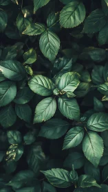 Emerald leaf chorus murmurs softly in shadowed garden hush.