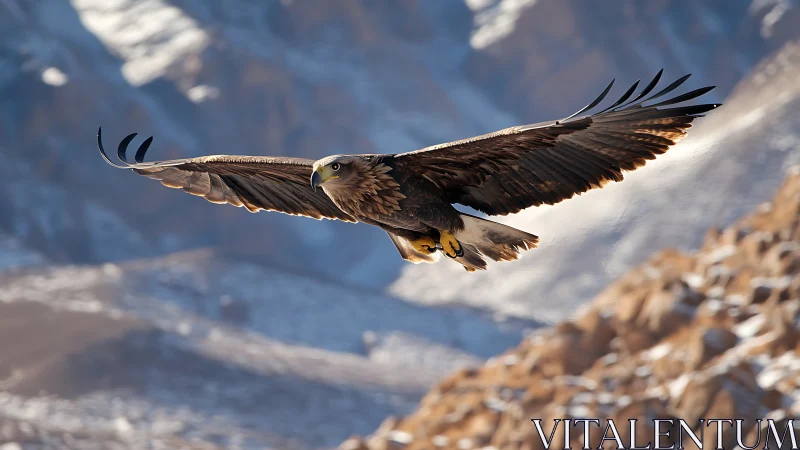 Majestic golden eagle soaring over rugged snowy mountain landscape.
