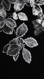 Frost covered leaves isolated against deep black background.