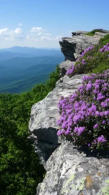 Mountain Peak with Purple Rhododendrons Blooming