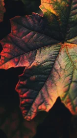 Macro autumn leaf glows under dramatic low warm light.