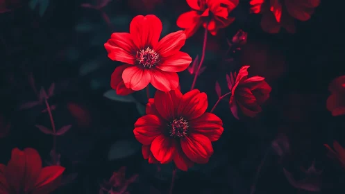 Red Dahlia Blooms Against Shadowed Garden Foliage.