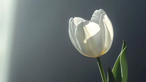Soft morning light embraces an elegant white tulip bloom