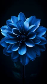 Blue Dahlia Bloom: Volumetric Petals Against Dark Background.