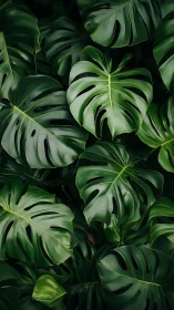 Monstera foliage pattern in dense green jungle cluster.
