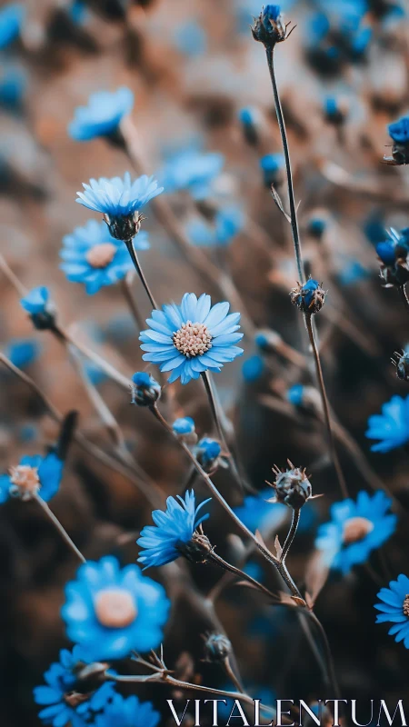 Blue Daisies Dance: Delicate Beauty Unfolds.
