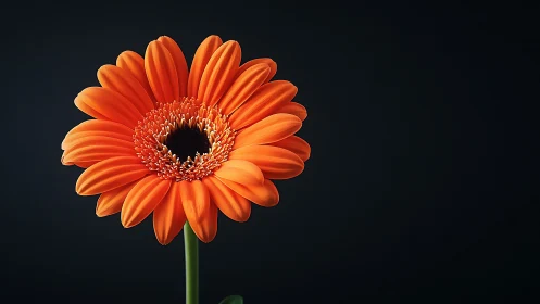 Orange Gerbera daisy with defined petals on dark background.