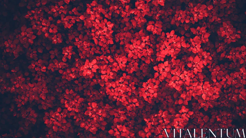Dense red floral canopy rendered with high-contrast tonal mapping