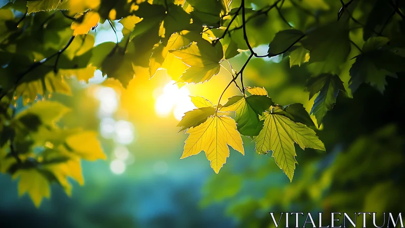 Backlit maple foliage with shallow depth and warm bokeh glow