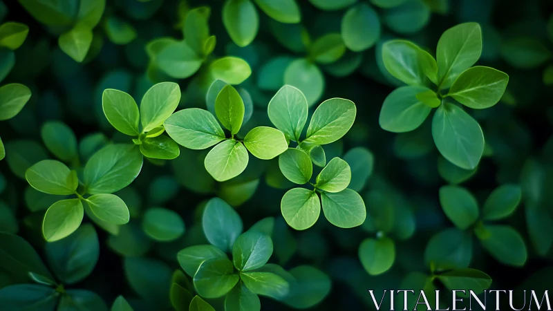Gentle green leaves glowing in soft, peaceful light.