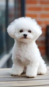 Fluffy white puppy sits calmly with a bright, curious gaze