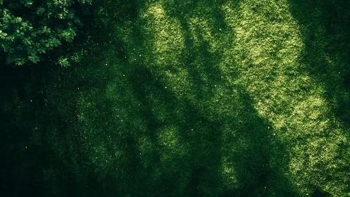Sunlit lawn shadows cast across dense green grass.