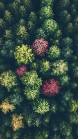 Mixed forest canopy shows contrasting green and red tree crowns