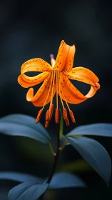 Orange Tiger Lily Flower with Recurved Petals Against Dark Background