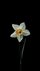 Daffodil Specimen Against Black Background Shows Luminous Petals