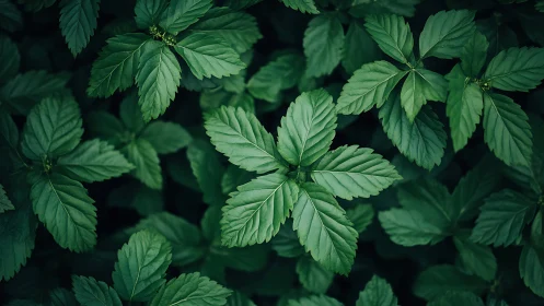 Lush Green Leaves Close-Up in Natural Light, Botanical Photography.