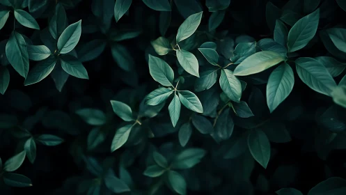 Dark green foliage with layered leaves in soft focus.