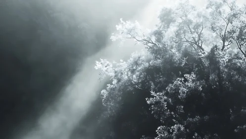 Sunlight Filtering Through Misty Forest Canopy in Monochrome Style.
