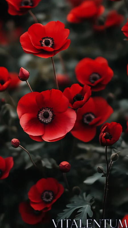 Vivid Red Anemone Flowers with Distinctive Black Staminal Discs.