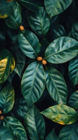 Lush green leaves cradling tiny berries in quiet shade.