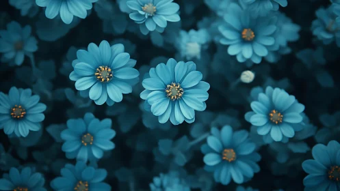 Midnight teal daisies humming softly in gentle bloom.